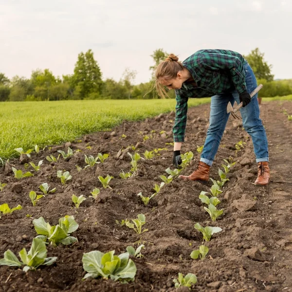 A woman harvesting fresh lettuce in a green field under clear blue skies.