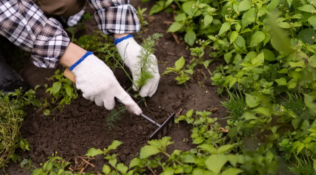 Une personne gantée plante une petite plante en terre, illustrant ainsi une activité de jardinage.