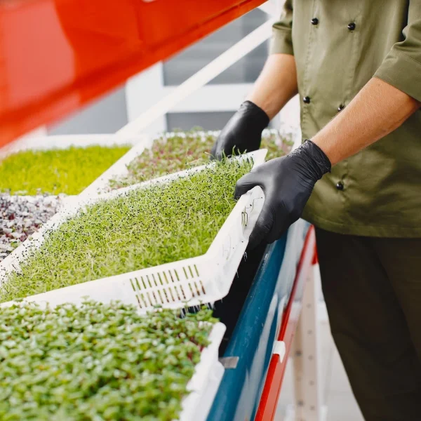 Une personne en chemise verte et gants noirs tient un plateau de plantes vertes.