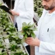 Two men in lab coats examine plants in a greenhouse.