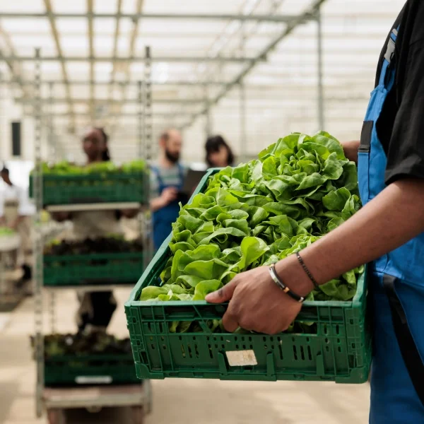 Un homme tenant un panier de légumes verts dans une serre, entouré de plantes luxuriantes.