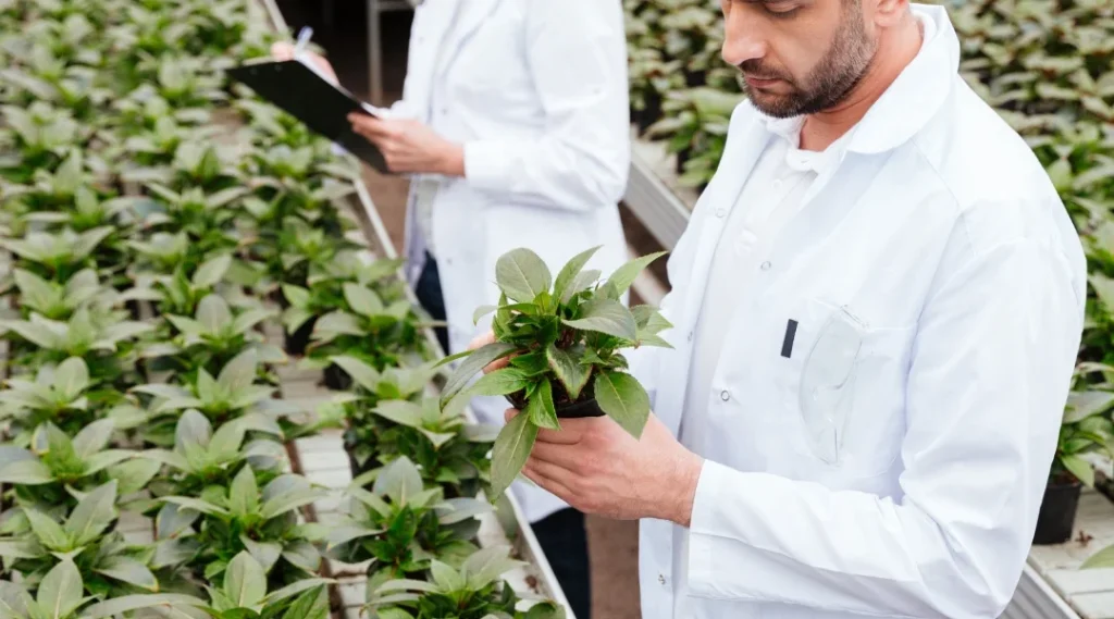 Deux hommes en blouses de laboratoire examinent des plantes dans une serre.