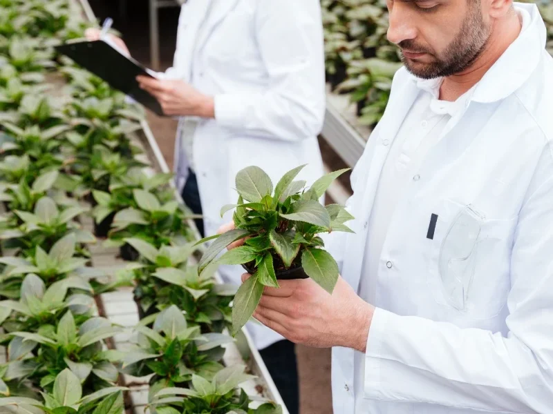 Deux hommes en blouses de laboratoire examinent des plantes dans une serre.
