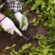 A person wearing gloves is planting a small plant into the soil, demonstrating gardening activity.
