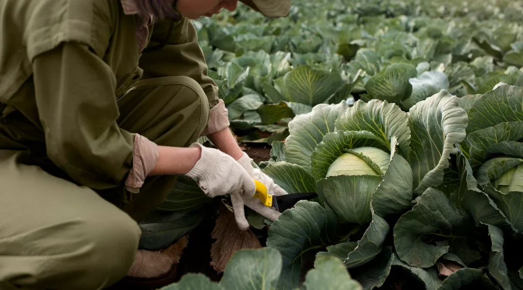 Une personne récolte un chou dans un champ, en le coupant à la base avec un couteau, entourée de rangées de choux verts.