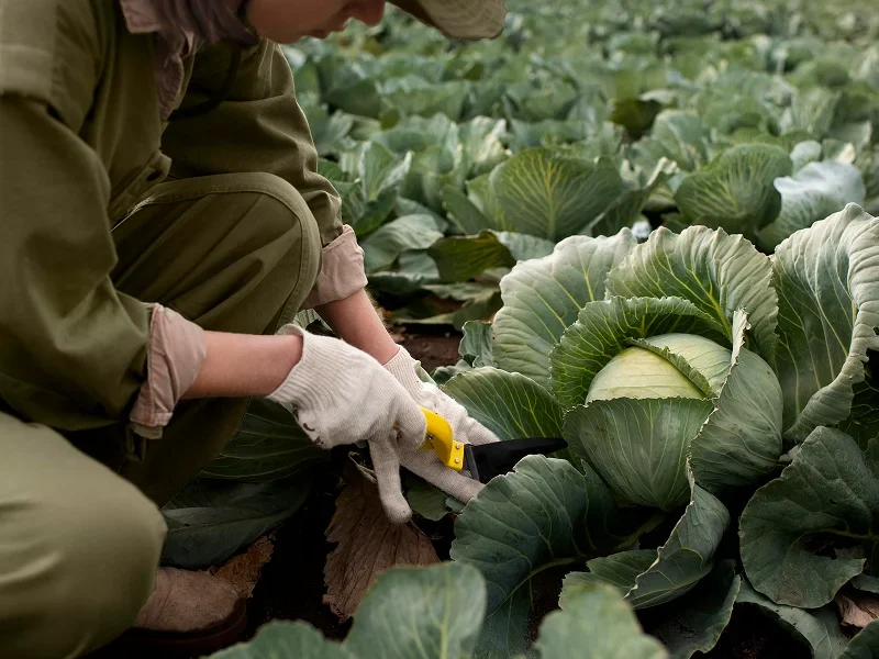Person harvesting a cabbage in a field, cutting it at the base with a knife among rows of leafy green plants.