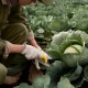 Person harvesting a cabbage in a field, cutting it at the base with a knife among rows of leafy green plants.