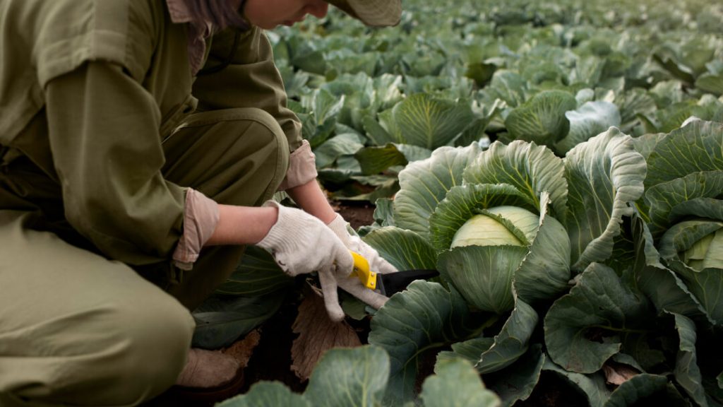 Benne basculante utilisée en maraîchage pour optimiser les flux de récolte
