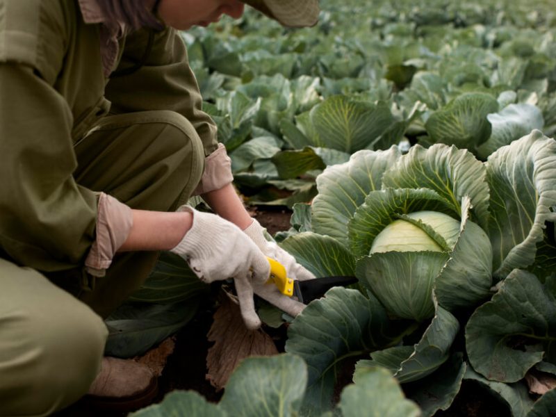 Benne basculante utilisée en maraîchage pour optimiser les flux de récolte